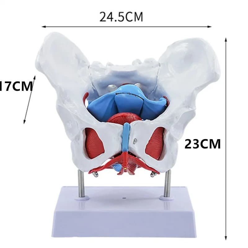 Modèle d'enseignement de l'anatomie des organes musculaires de l'utérus pelvien féminin, outil d'ens