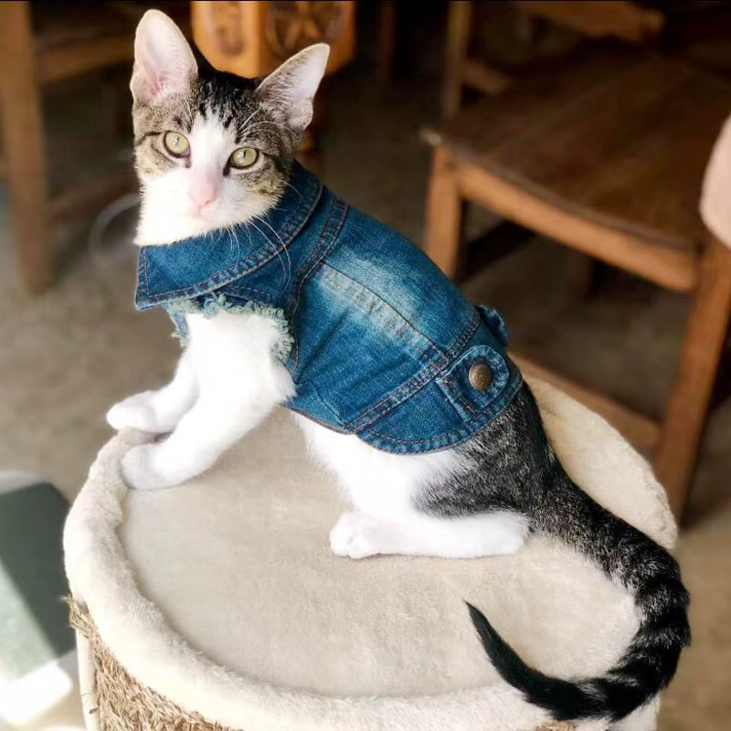 Mode chat Denim gilet chiot veste jean décontracté manteau tenues printemps automne chat vêtements p