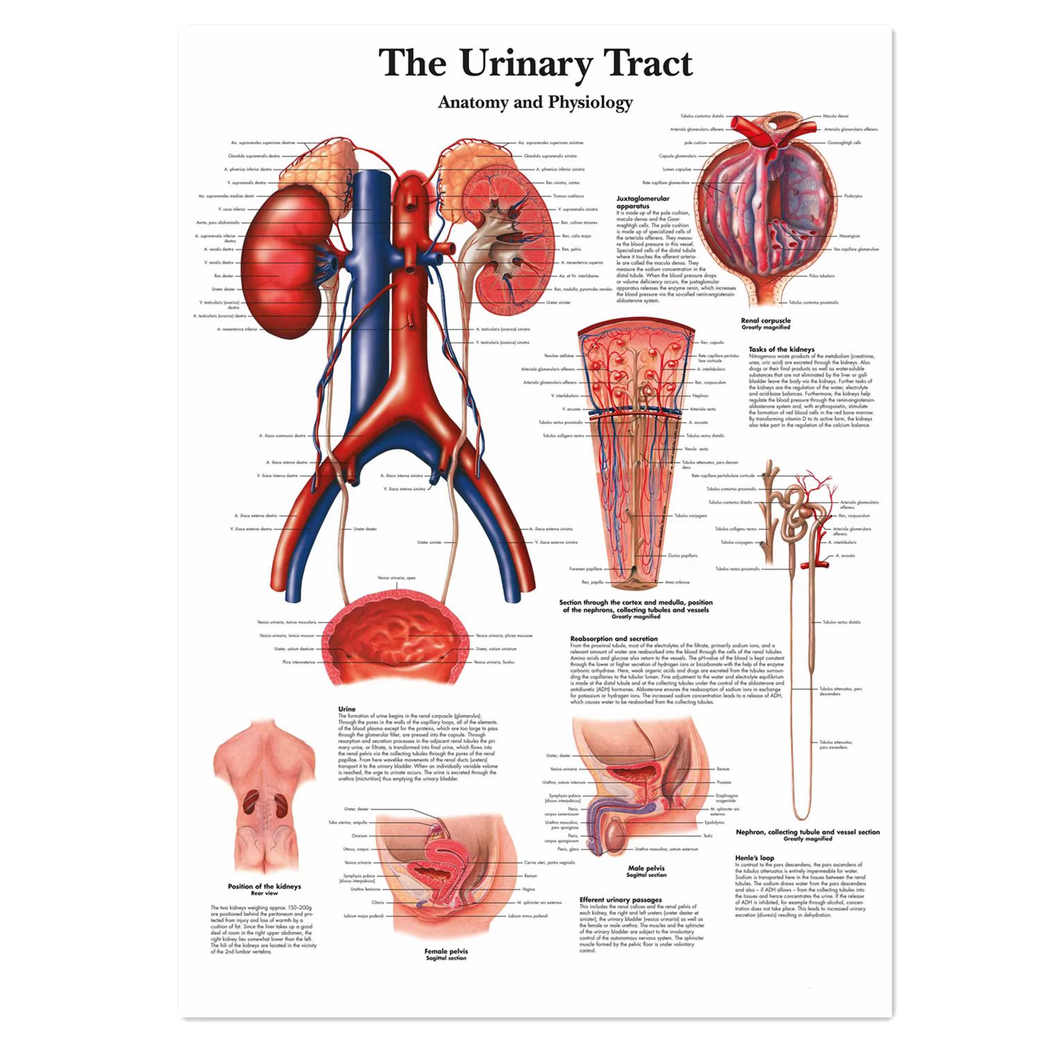 Affiches et impressions sur le système urinaire, tableau mural d'anatomie humaine, art mural sur toi