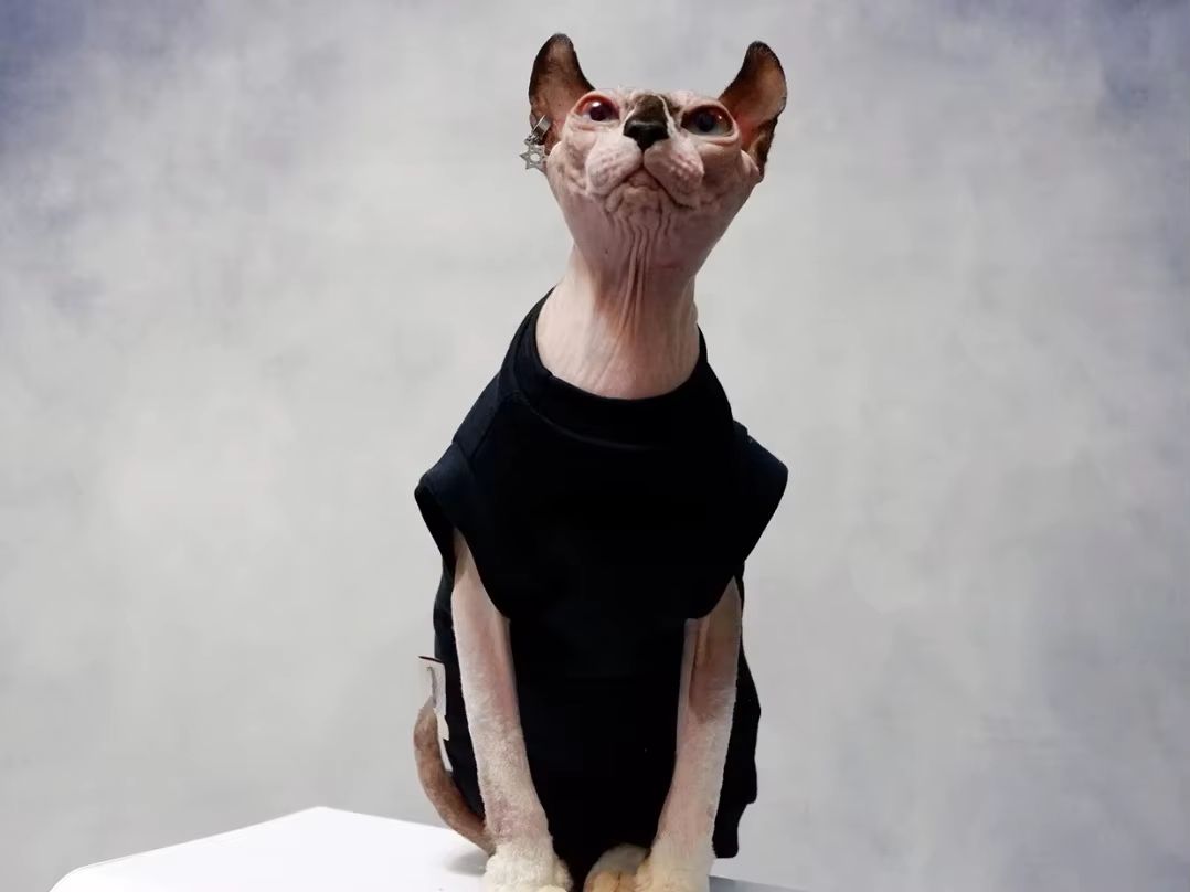 Gilet en coton pour chat, doux et sans manches, fin et doux, pour Devon et Cornish, été