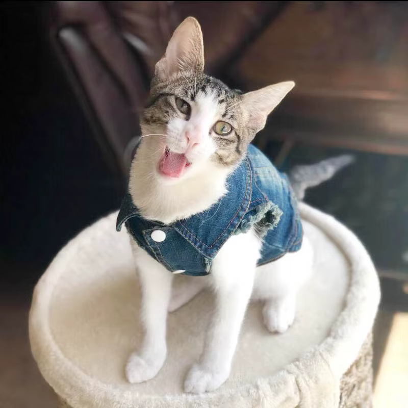 Mode chat Denim gilet chiot veste jean décontracté manteau tenues printemps automne chat vêtements pour chaton petits moyens chats vêtements pour animaux de compagnie
