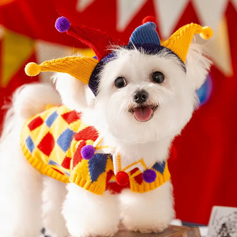 Mignon chien pull hiver
